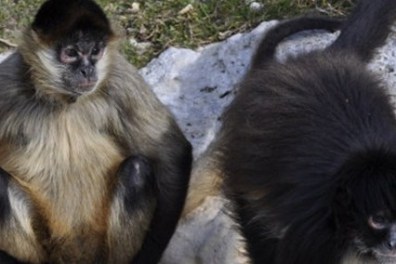 a monkey holding a dog